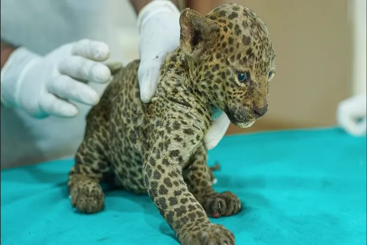 Leopard Cub