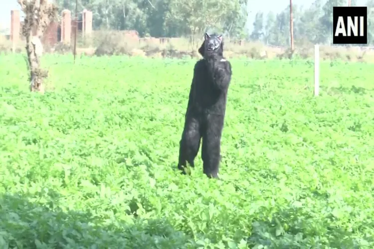 Farmers in Sambhal district have taken to wearing bear costumes to scare away troublesome monkeys at Firozpur village.