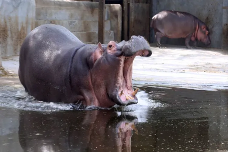 Hippopotamus