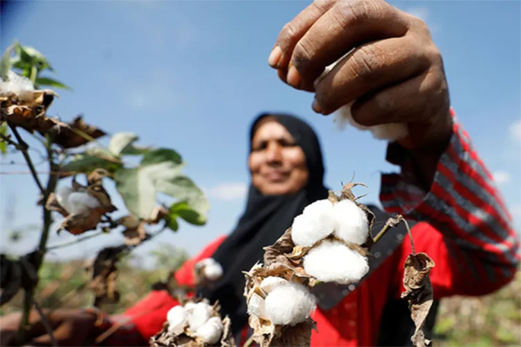 A woman picks cotton in Pakistan as production drops 30%, with Sindh seeing the steepest fall, says PCGA