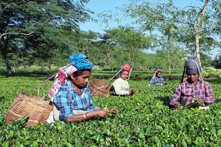Women workers pluck tea leaves at a tea garden in Dibrugarh 