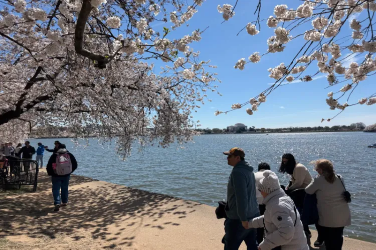 Washington's cherry blossom 