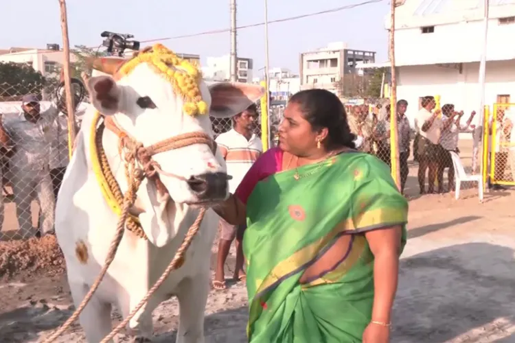 Srilakshmi and her bull 