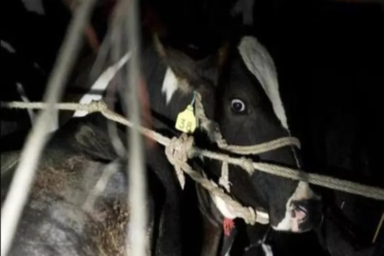 Representational Image