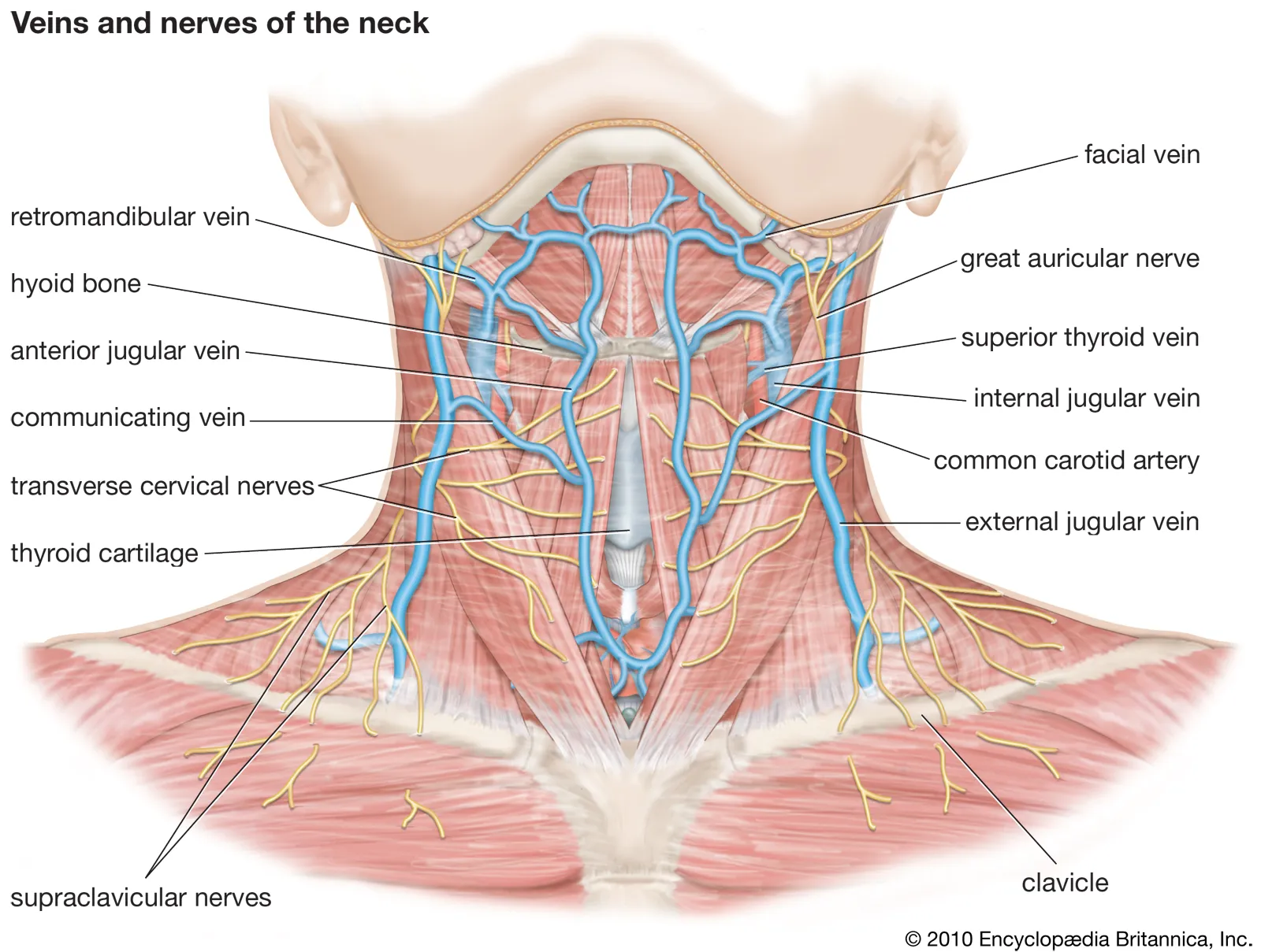 https://www.awazthevoice.in/upload/news/1775809027Human_Neck.webp