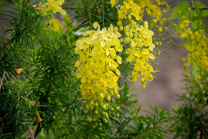 Kanikonna (Cassia fistula) bloom in Kerala on New year Vishu
