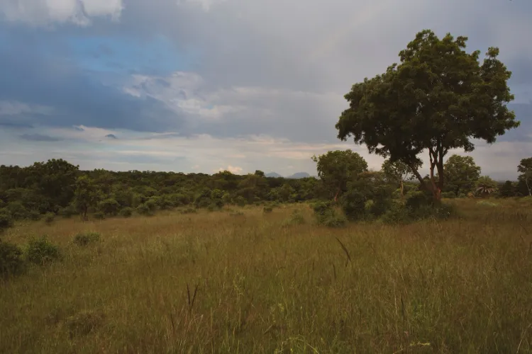 Representational Image