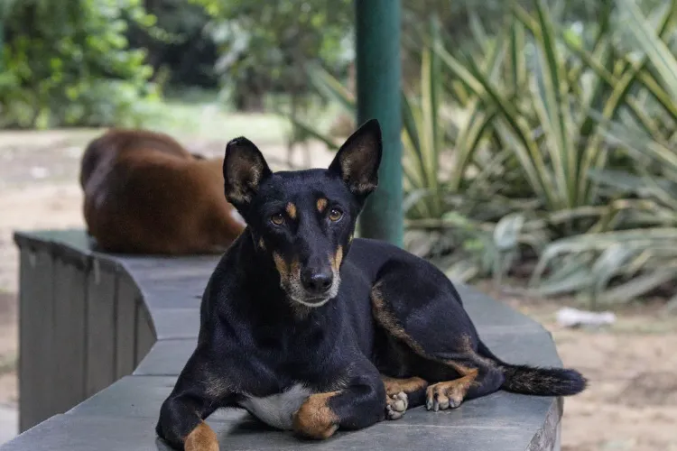 Dog