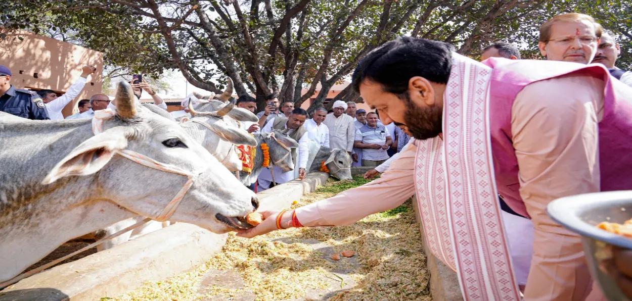 Haryana Chief Minister  Nayab Singh Saini feeding a cow