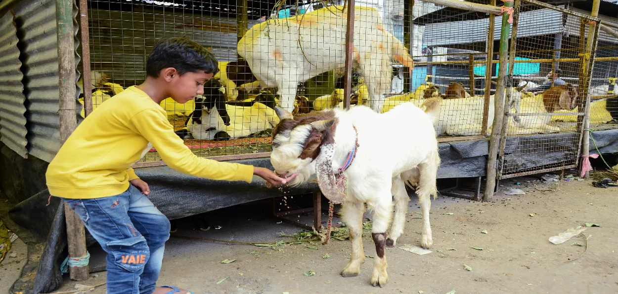 A Young boy feeding his goat as the animal is being taken to market for sale for Bakr Eid