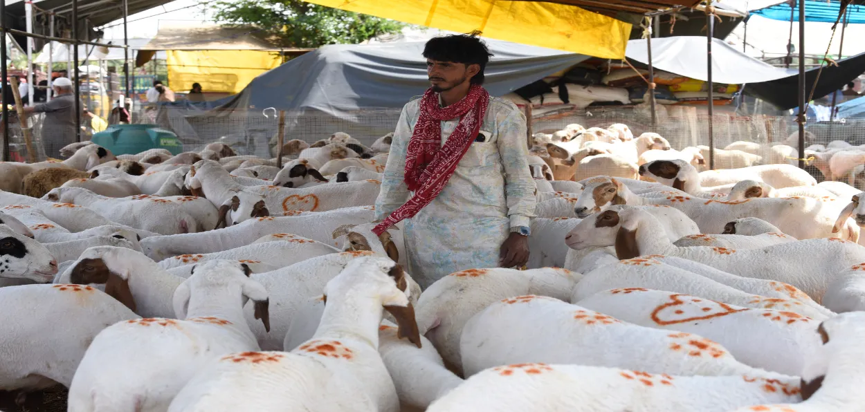 A tribesman in Srinagar selling his sheep in the market (Pics Basit Zargar)