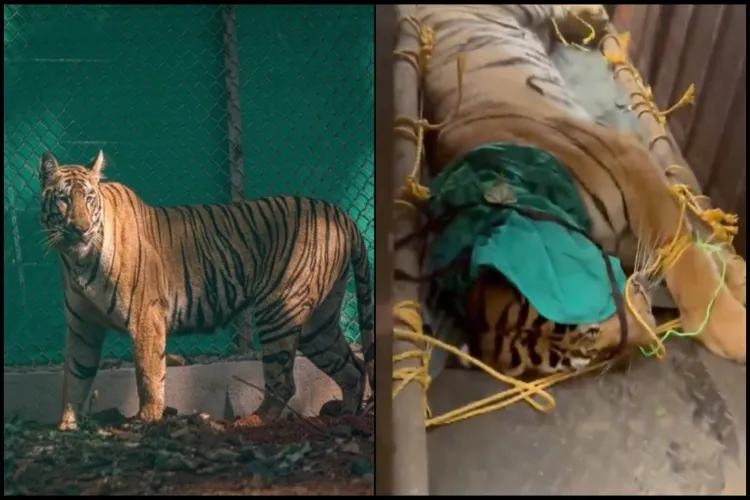Tigress Zeenat