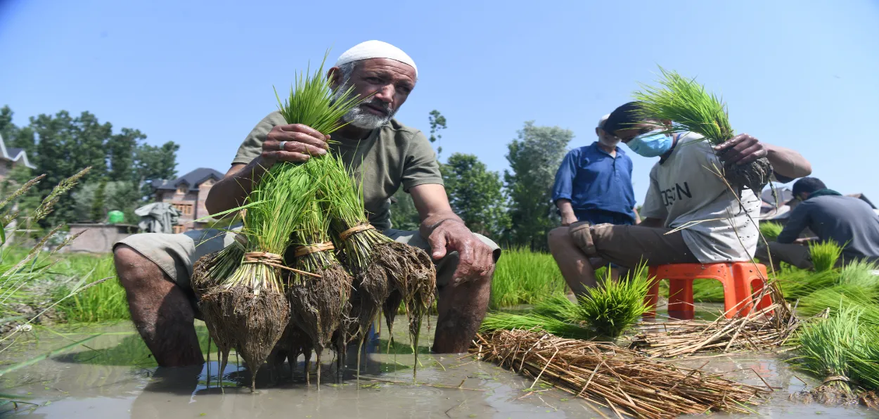 A farmer transplanting paddy seedlings in Budgam, Kashmir