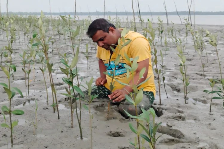 Mangroves of Sunderbans region 