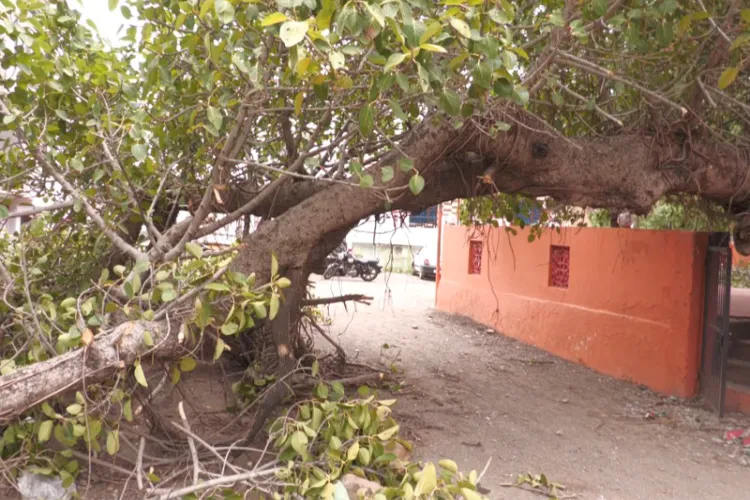 Udhampur storm uproots peepal tree 