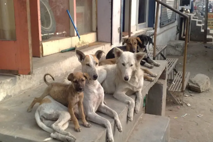 Stray Dogs