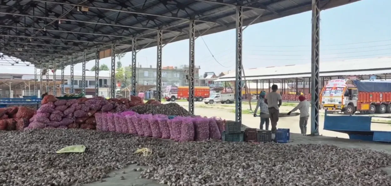 Scene of Garlic packaging at Fruit Mandi, Pulwama, Kashmir