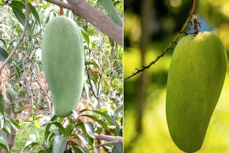Noor Jahan Mango