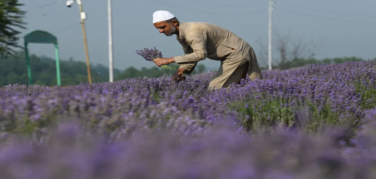 A farmer harvesting Lavender crop in Kashmir (All pics by Basit Zargar)