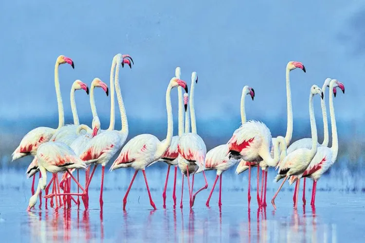 Migratory birds 