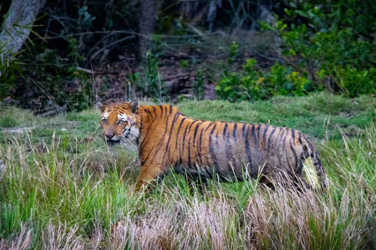 Tiger