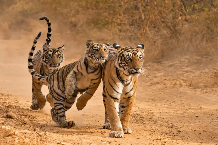 Representational Image