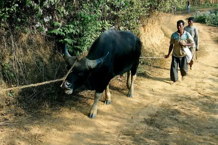 Representational Image