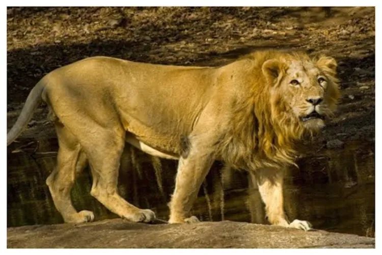 The Asiatic Lion