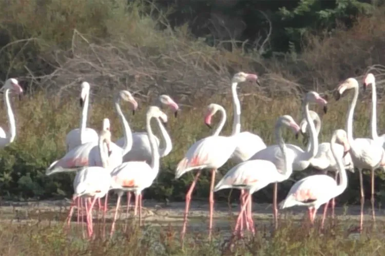 Flamingos arrived at the salt pans in Thoothukudi