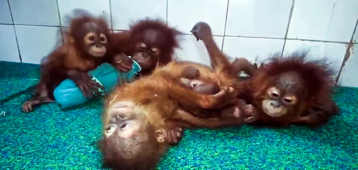 Five rescued baby Orangutans in Nandankanan Zoo
