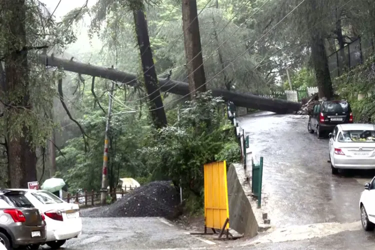 A view of an uprooted tree following a heavy rainfall in Shimla 