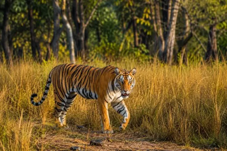 Representational Image