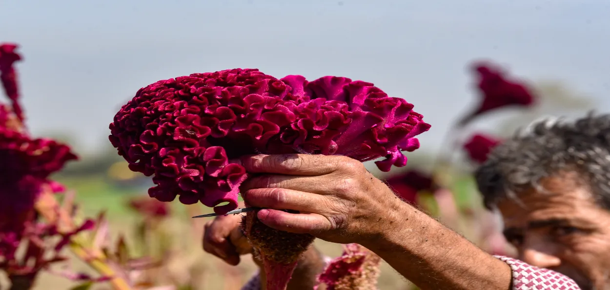A farmer in his Cockscomb field (all Pictures by Basit Zargar)