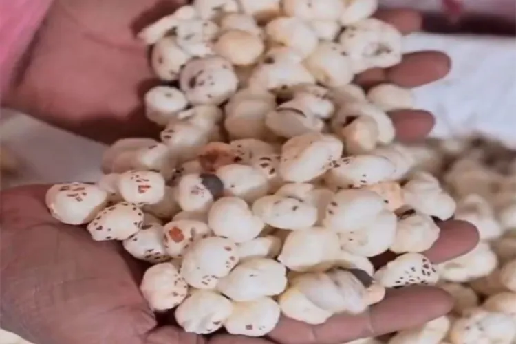 Mithila Makhana