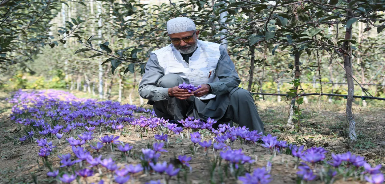Mohammad Sultan Rather tending to his saffron crop with apple trees in the background