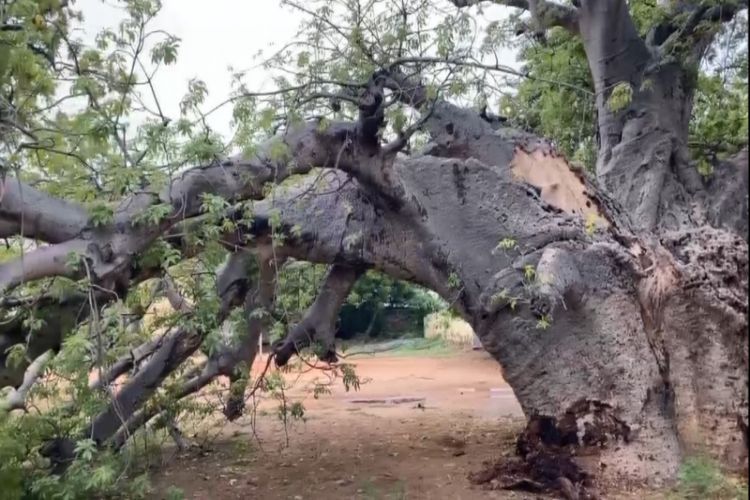 Ancient African Baobab tree