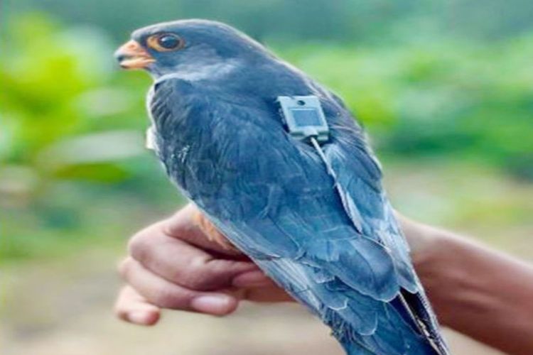 Amur falcons