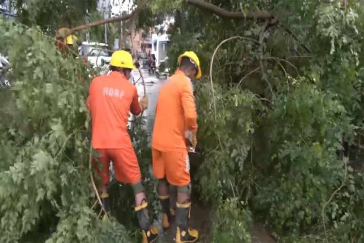 NDRF clears fallen trees, debris in Yanam after Cyclone Arnab