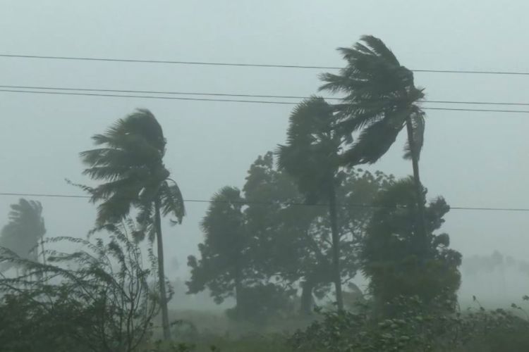 Visual of uprooted trees following Cyclone Arnab 