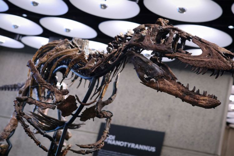 Nanotyrannus skeleton