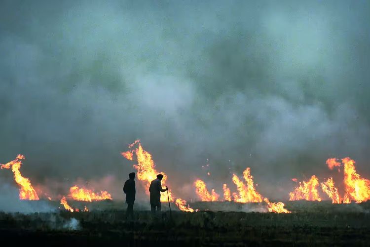Punjab farm fire