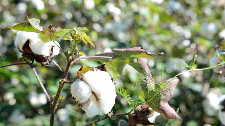 Cotton crop