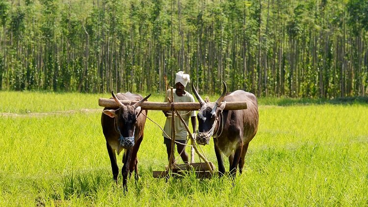 An Indian farmer ploughing his field in Karnataka