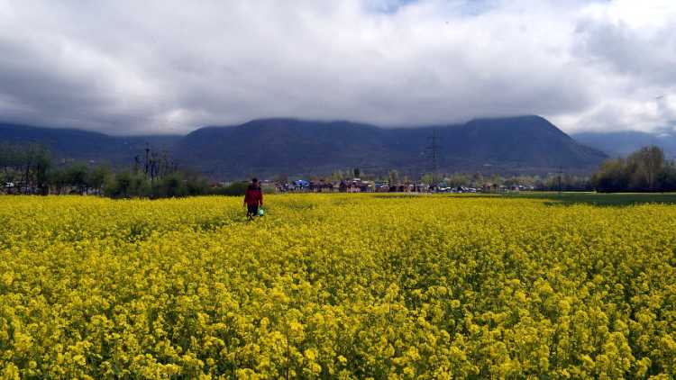 A general view of the mustard field and mountains as clouds hover in the sky in Srinagar on April 8