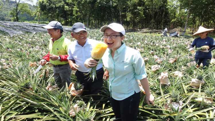 Taiwan pineapple crops