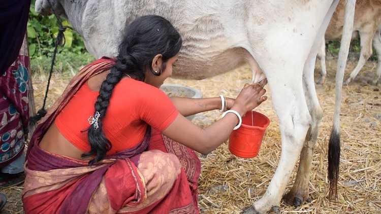 These UP women are milking their way to success