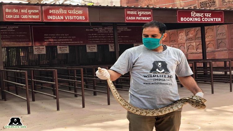 Wildlife volunteer with python