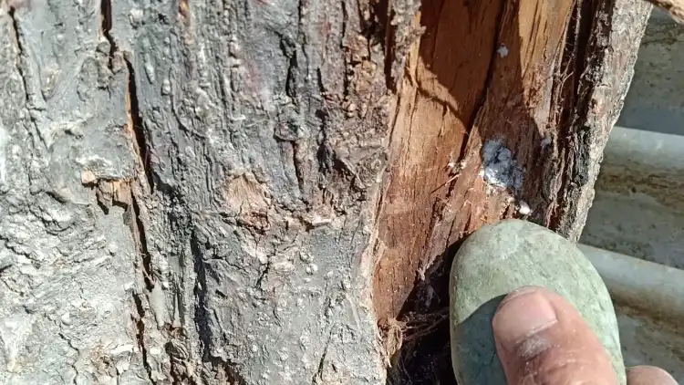 A farmer shows moth infestation in apple tree