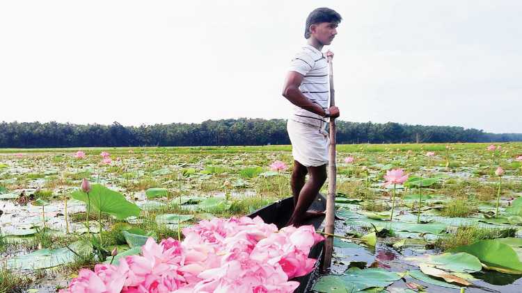 A Lotus farmer in his field