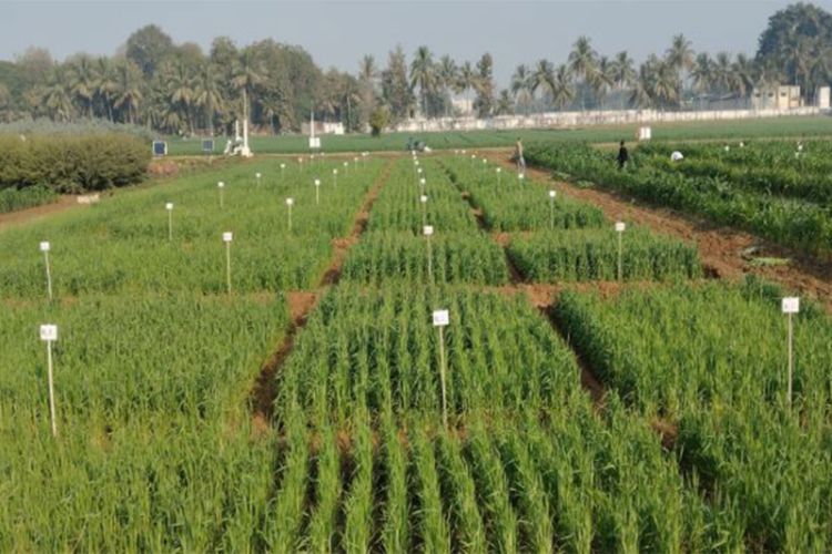 Gujarat State Biotechnology Mission, AAU to sign MoU 